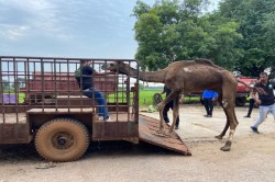 CG Animal: ऊंट के साथ क्रूरता… मेनका गांधी के प्रयास से चलाया रेस्क्यू ऑपरेशन,
अब होगा इलाज - image