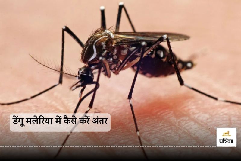 Dengue and malaria have spread their feet in India, symptoms of both are same, know the ways to avoid it
