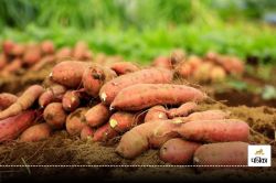 Sweet Potato Benefits : सर्दियों में शकरकंद के सेवन से मिल सकता है कई बीमारियों
में फायदा, जानिए आप भी - image