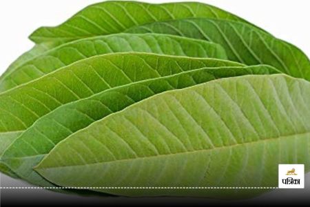 Lose weight with guava leaves: If you are also troubled by increasing fat, then consume this green leaf