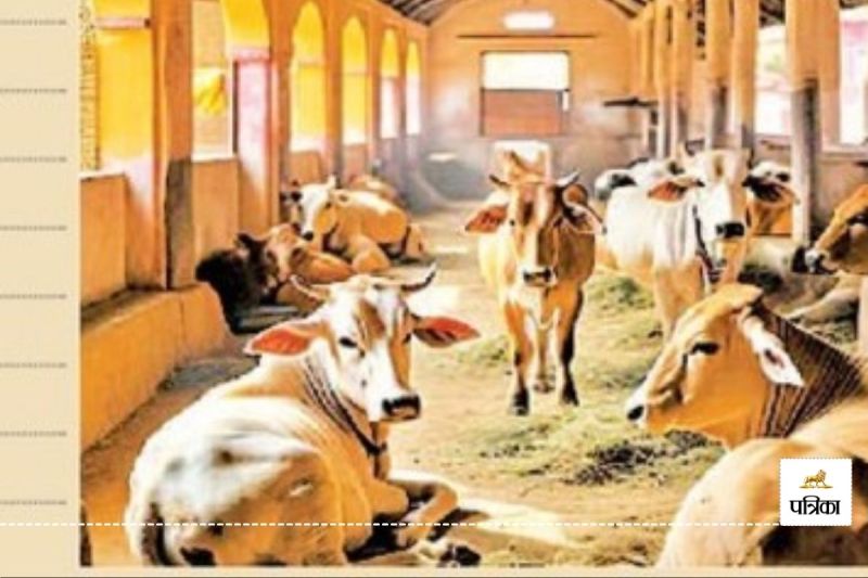 Good News Rajasthan Cattle Fodder Subsidy 10 Percent increase order issued