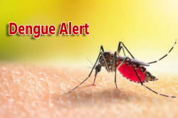 Dengue Alert: इस शहर में डेंगू का कहर, बच्चों के केस सबसे ज्यादा - image