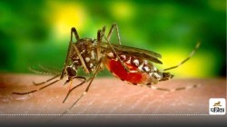 Dengue in rajasthan : राजस्थान में डेंगू का प्रकोप, अब तक 6 लोगों की गई जान - image