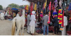 Donkey Fair: गठीला बदन देखकर हर कोई हो रहा इनका दिवाना, कीमत सुनकर आप भी रह
जाएंगे दंग - image