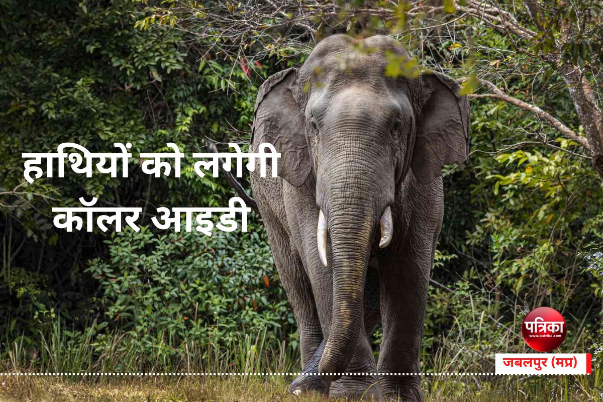 Elephants : जंगली हाथियों को लगेगी कॉलर आइडी, बाघों की तर्ज पर होगी निगरानी