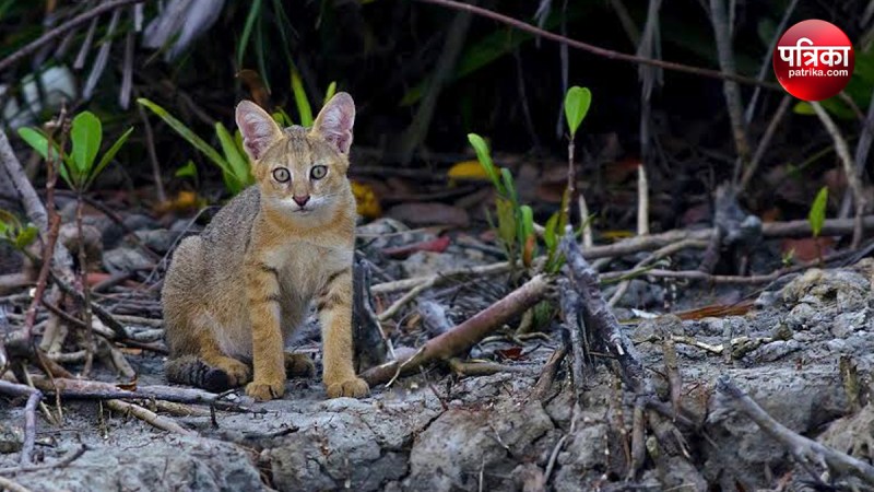Forest department rushed to Sambhal receiving information about leopard