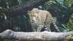 Leopard Attack: बिजनौर में गुलदार ने 8 साल की बच्ची को बनाया शिकार, मां के सामने
ही हुई मासूम की मौत - image