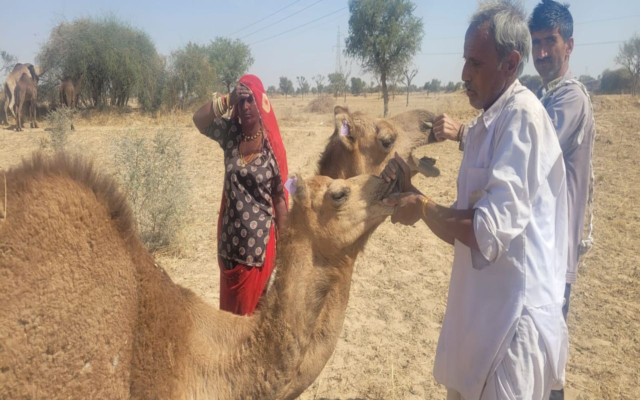 प्रदेश के ऊँट पालकों को मिली राहत, प्रोत्साहन राशि अब 10 नहीं, 20 हजार मिलेगी…VIDEO