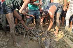 Gorakhpur Crocodile : गोरखपुर में दस दिनों से उड़ाये रहा ग्रामीणों का चैन, पकड़ा
गया तो निकला आठ फीट लंबा…लोगो ने ली राहत की सांस - image