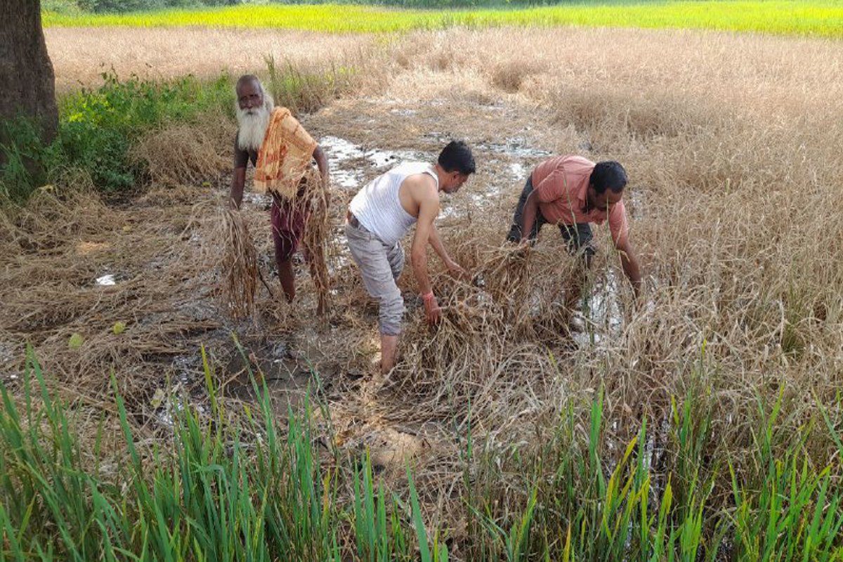 Brown aphid disease in paddy crop