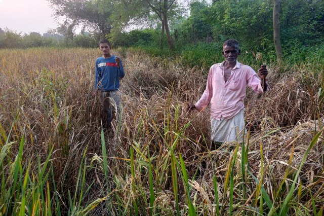 Brown aphid disease in paddy crop