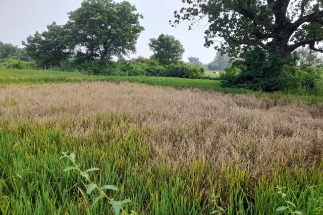 Brown aphid disease in paddy crop