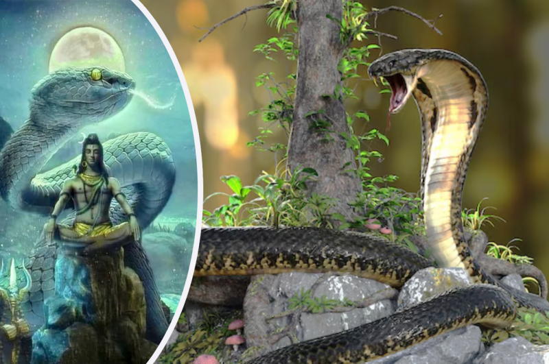 King Cobra in MP forests