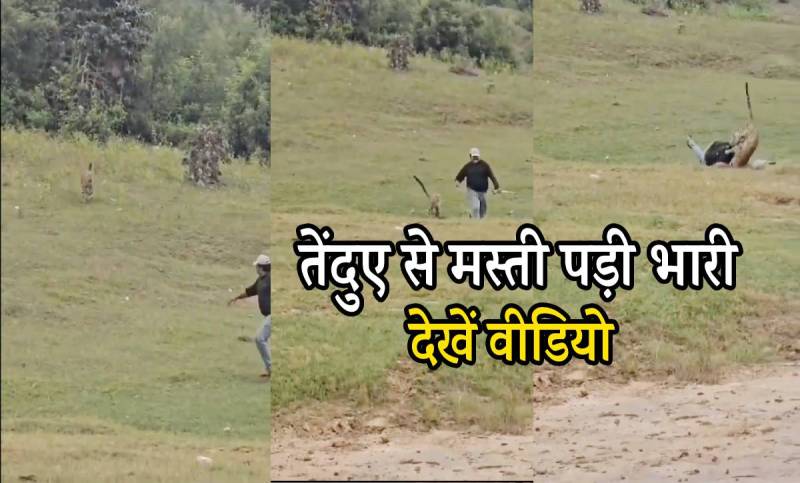 Leopard Attack Video