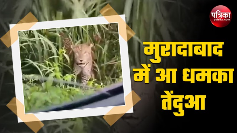 Leopard scare in Moradabad