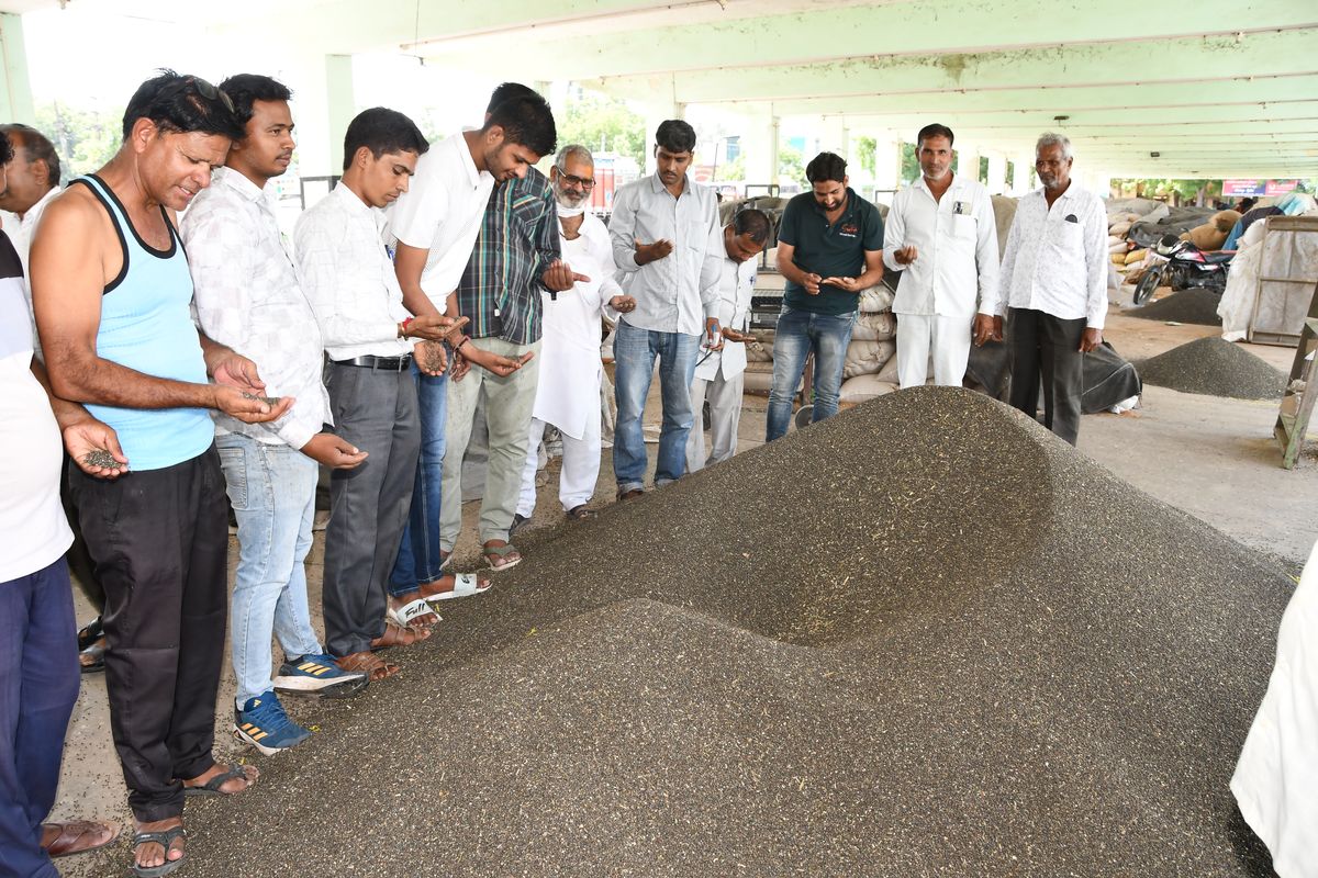 भीलवाड़ा मंडी में उड़द व अन्य जिंस की आवक शुरू