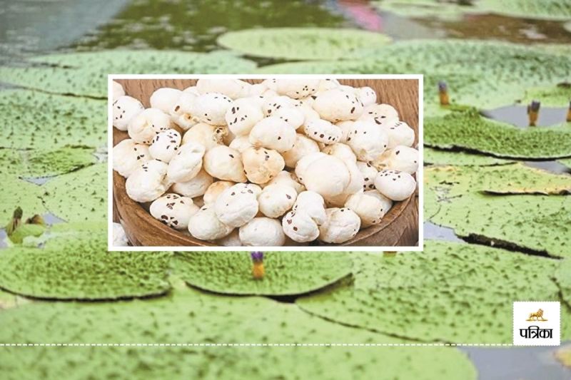 Rajasthan Jodhpur City Makhana Farming is Possible Plans are Being Made