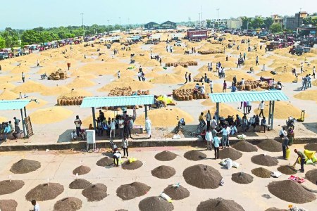 Kota mandi bhav