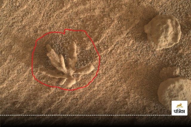 Mineral Flower on Mars