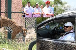 अब जयपुर में दहाड़ेंगे बाघ, CM भजनलाल ने टाइगर सफारी का किया उद्घाटन; जानें
कितने रुपए में उठा पाएंगे लुफ्त - image