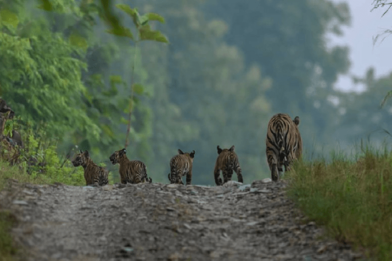 Panna National Park