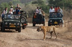 Jungle Safari: जंगल की सैर हुई आसान, घर बैठे 90 दिन के लिए करा सकेंगे ऑनलाइन
बुकिंग - image