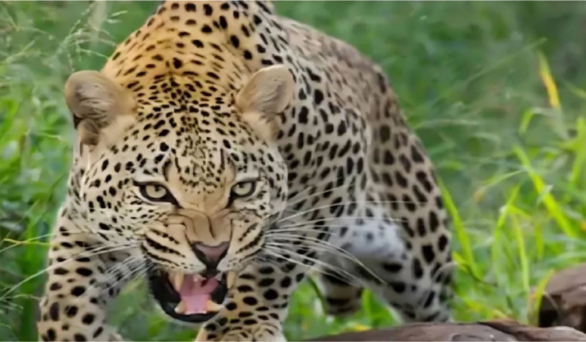 Orders have been issued to kill the man-eating leopard in Tehri, Uttarakhand