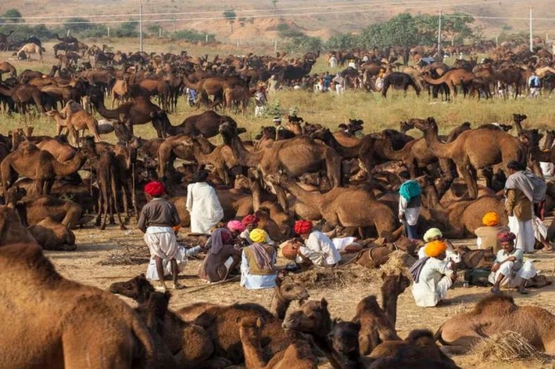 Rajasthan Ajmer Pushkar Fair Start from 2 November Panchtirth SANAN will be for 4 days instead of 5 days