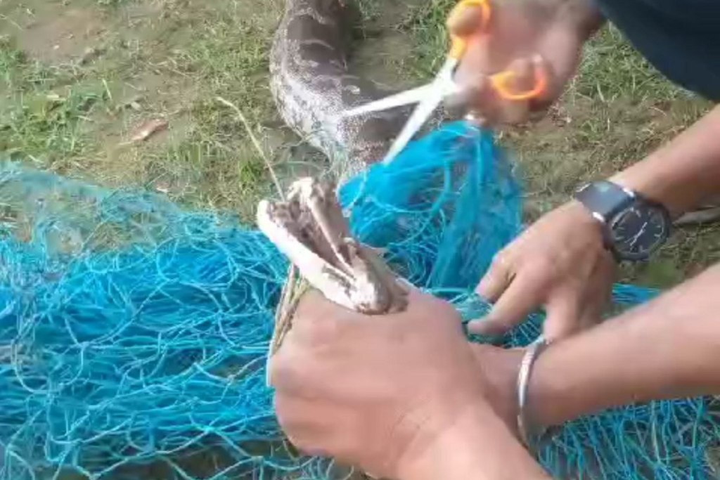 Huge Python