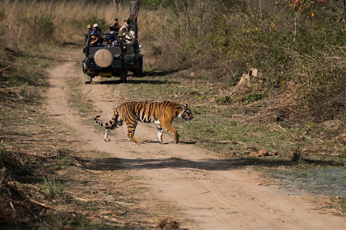 Rajasthan High Court strict on illegal construction in Ranthambore Tiger Reserve
