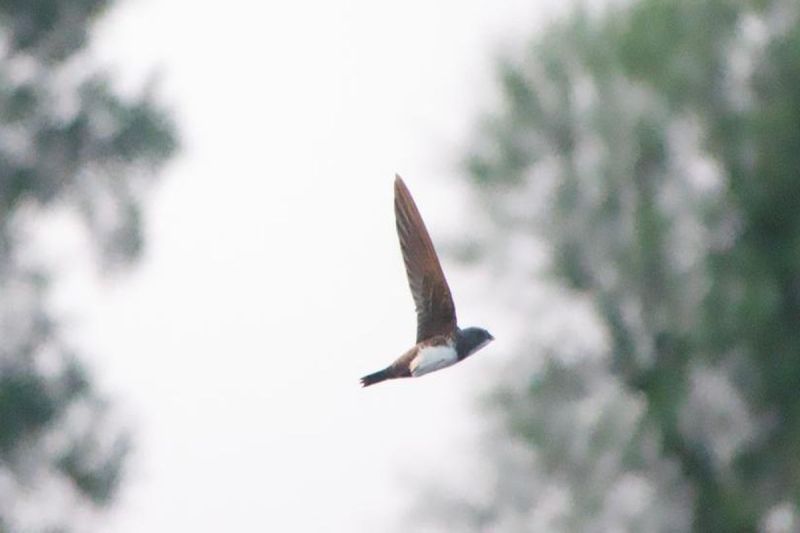 Alpine Swift