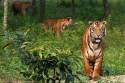 The Royal Bengal Tiger of Sundarbans is in danger due to rising water levels,
may disappear in 35 years