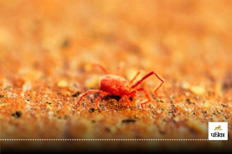 Scrub typhus outbreak in Tonk