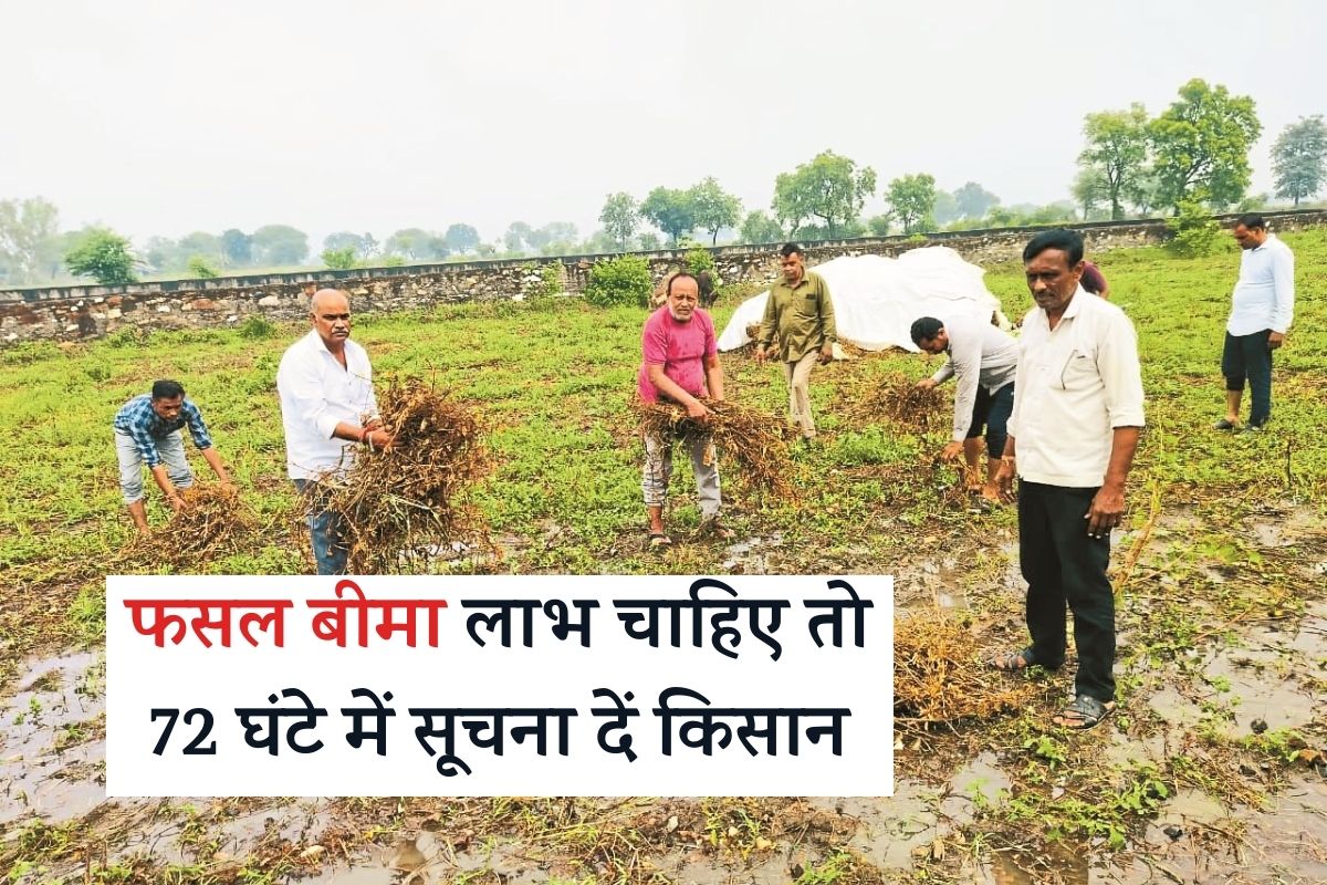 Rajasthan Banswara Excessive Rainfall Tribal Farmers Cry 90 Percent of Soybean Crop Wasted