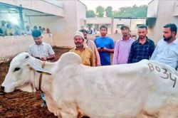 Rajasthan News: थारपारकर नस्ल की गायों की सार्वजनिक नीलामी में 9 लाख 25 हजार
रुपए में बिकी गाय - image