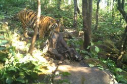 Tiger movement: बाघ की दहाड़ से 3 गांवों में दहशत, 2 मवेशियों का किया शिकार,
ट्रैप कैमरे में हुआ कैद - image