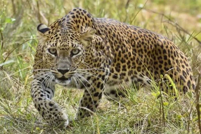 leopard conservation