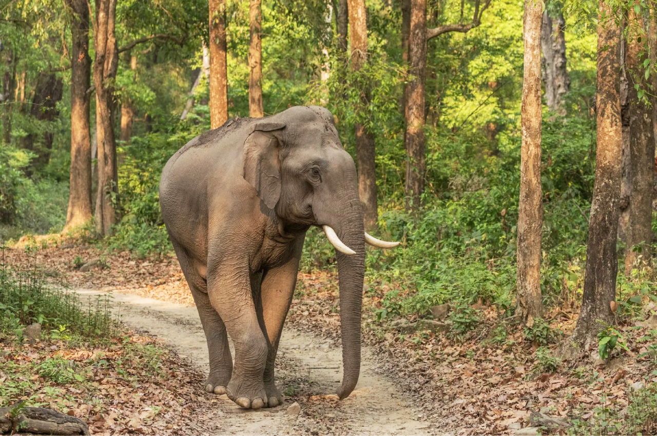 CG Elephant: हाथी की आमद से दहशत, महासमुंद में घूमता दिखा दंतैल, वन विभाग  ने ग्रामीणों को किया सचेत | Cg Elephant Panic Due To Influx Of Elephant Tusk