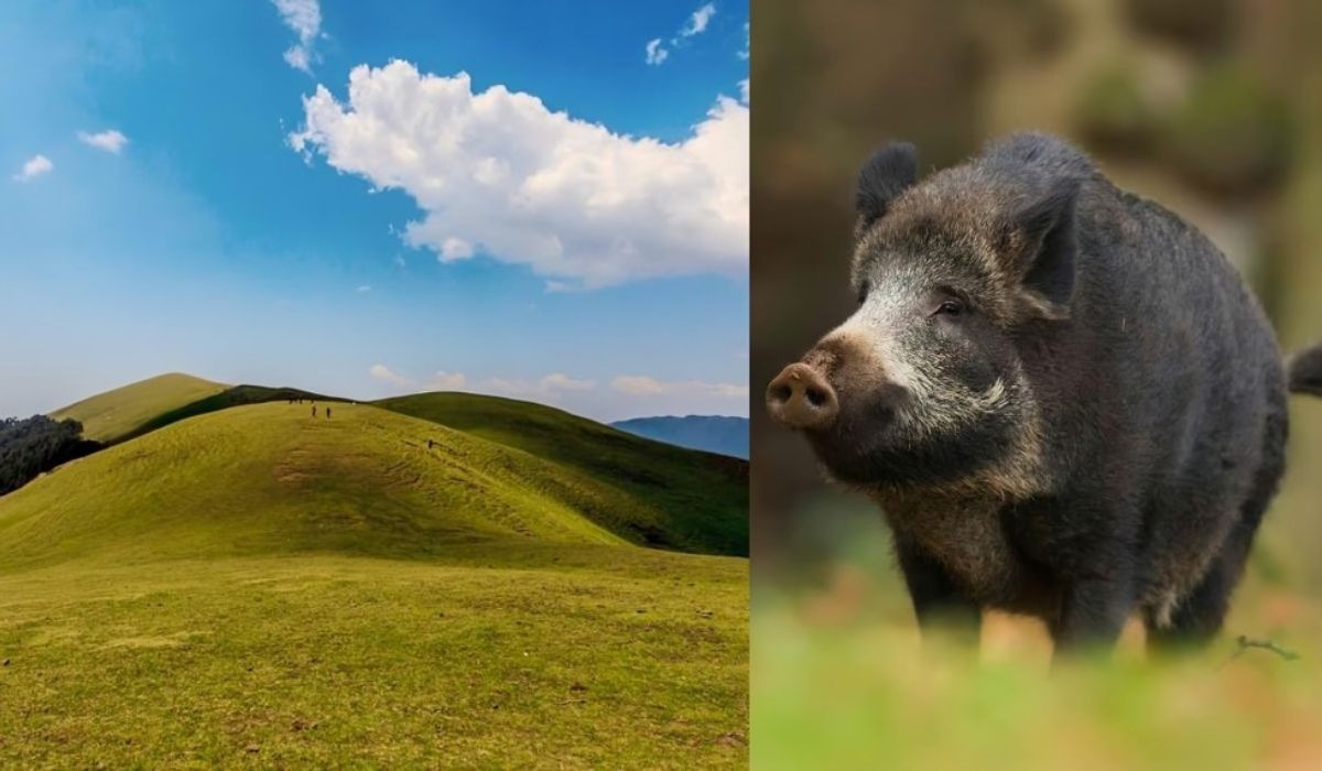 Wild boars have started reaching Himalayan bugles also