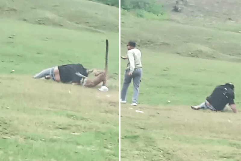 Leopard Attack Video