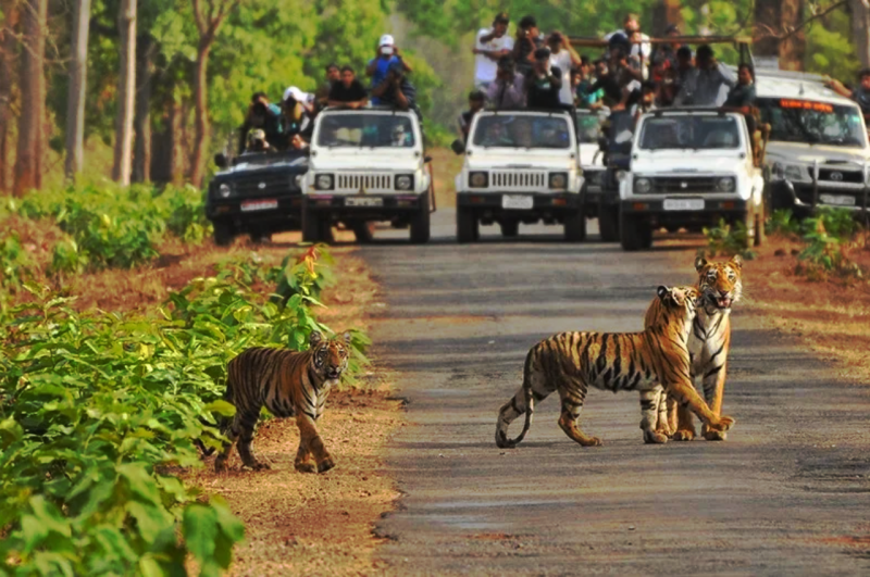 best tiger safari park