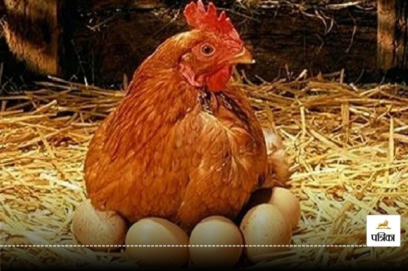 chicken or egg came first on earth Scientists found answer this Trending Question