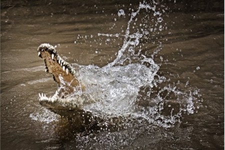 crocodile attack