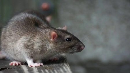 rat