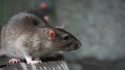 Dead body eaten by rats in hospital, relatives create ruckus
