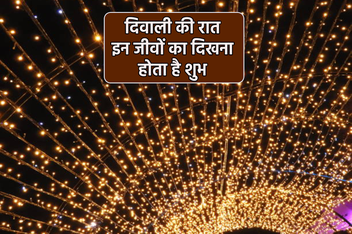 Diwali Animal Special