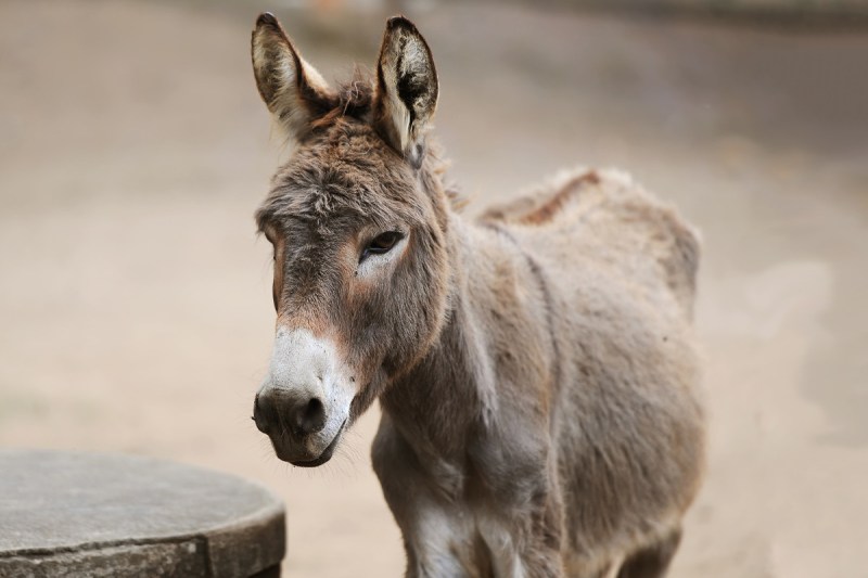 donkey