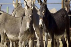 गधों पर भारी पड़ रही सौंदर्य और मर्दानगी की चाहत, चीन की दवा इंडस्ट्री में भारी
डिमांड - image