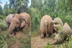 Elephant Deaths News: तीन हाथियों की मौत से वन विभाग में मचा हड़कंप, सामने आई ये
बड़ी वजह… - image