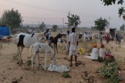 Donkey fair in jaipur : भावगढ़ बंध्या में खलकाणी माता का गर्दभ मेला 9 अक्टूबर
से, देशभर से आएंगे पशुपालक - image